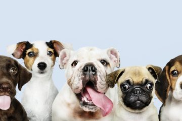 Group portrait of adorable puppies